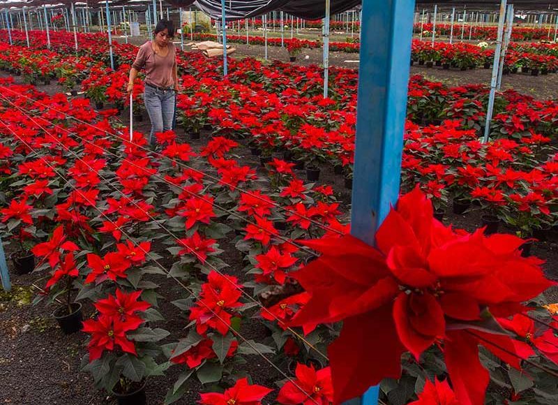 Flor de Nochebuena: Regalo de México Para el Mundo